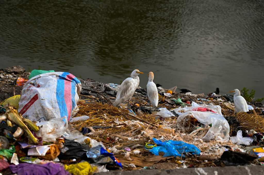 L’impact de la pollution plastique sur la biodiversité | VertO