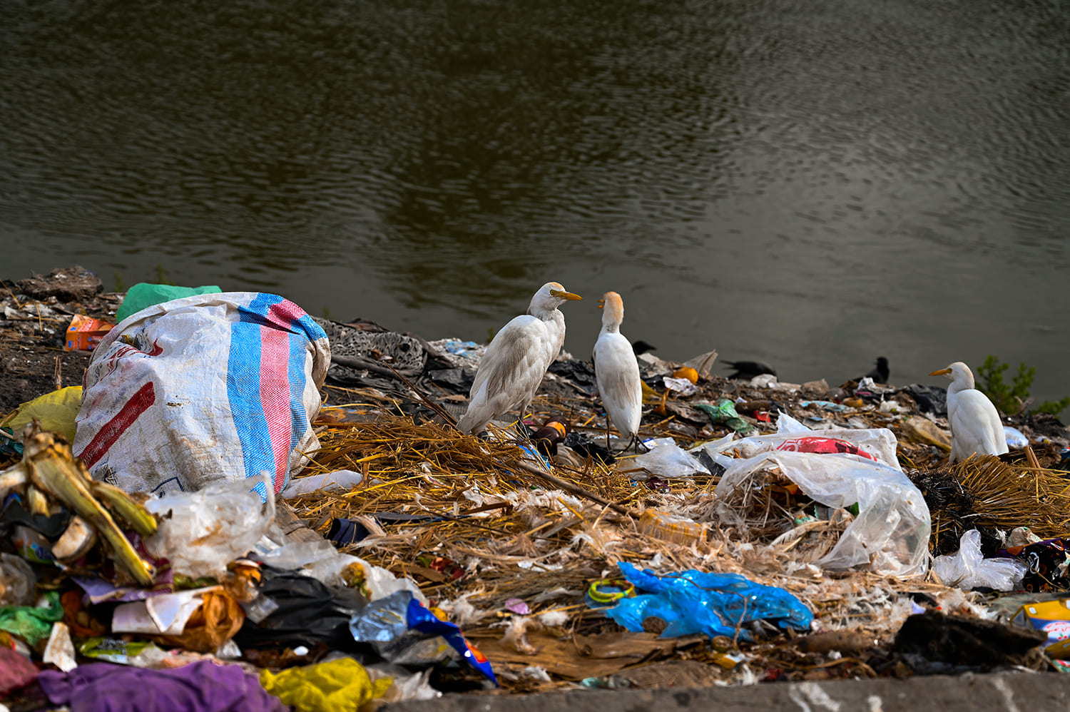 L’impact de la pollution plastique sur la biodiversité